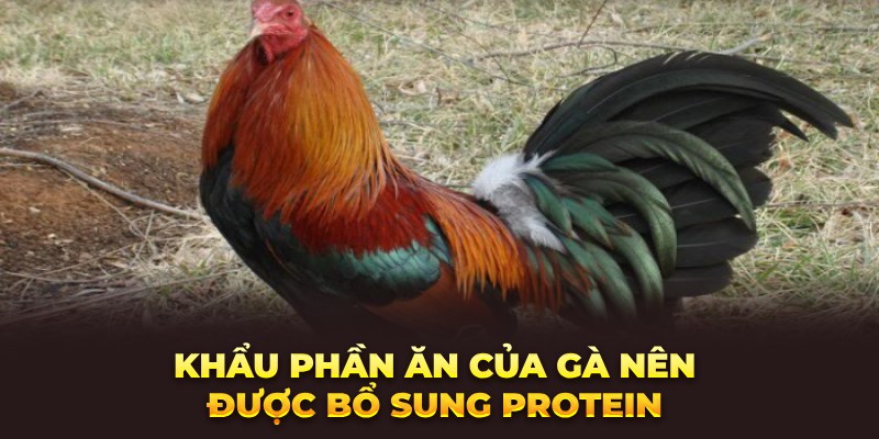 Khẩu phần ăn của gà nên được bổ sung protein 